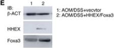 Detection of HHEX by Western Blot