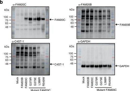 Detection of FAM20B by Western Blot