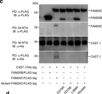 Detection of FAM20B by Western Blot