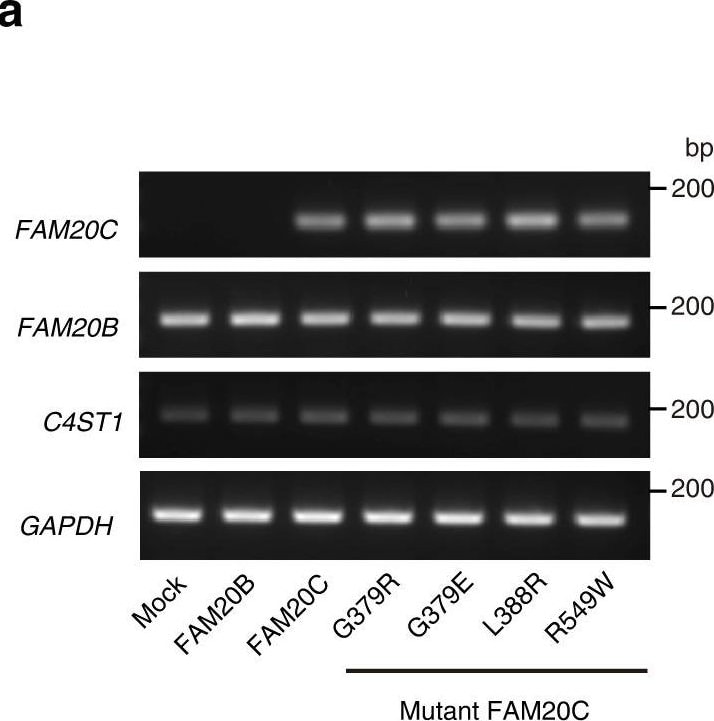 Detection of FAM20B by Western Blot