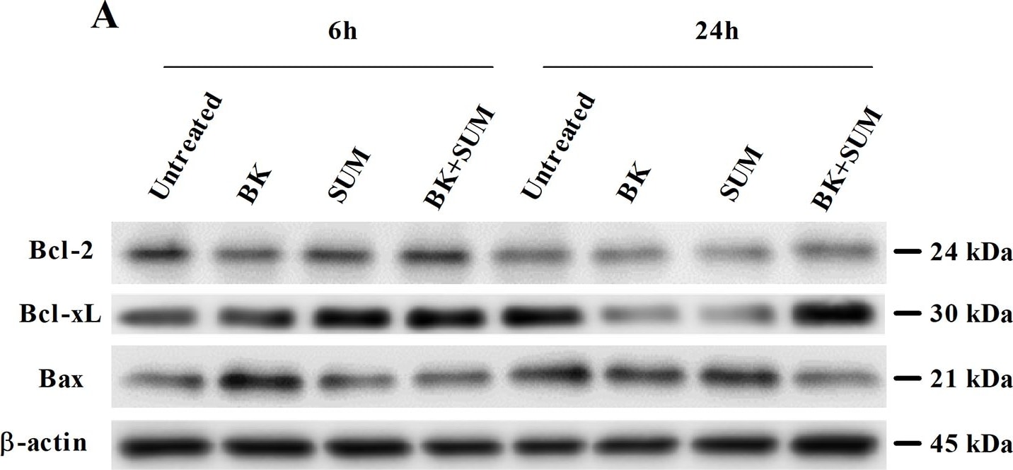 Detection of Human Bax by Western Blot