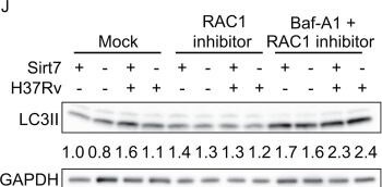 Detection of ggydzhiciahi3fdmhwop.jpg by Western Blot