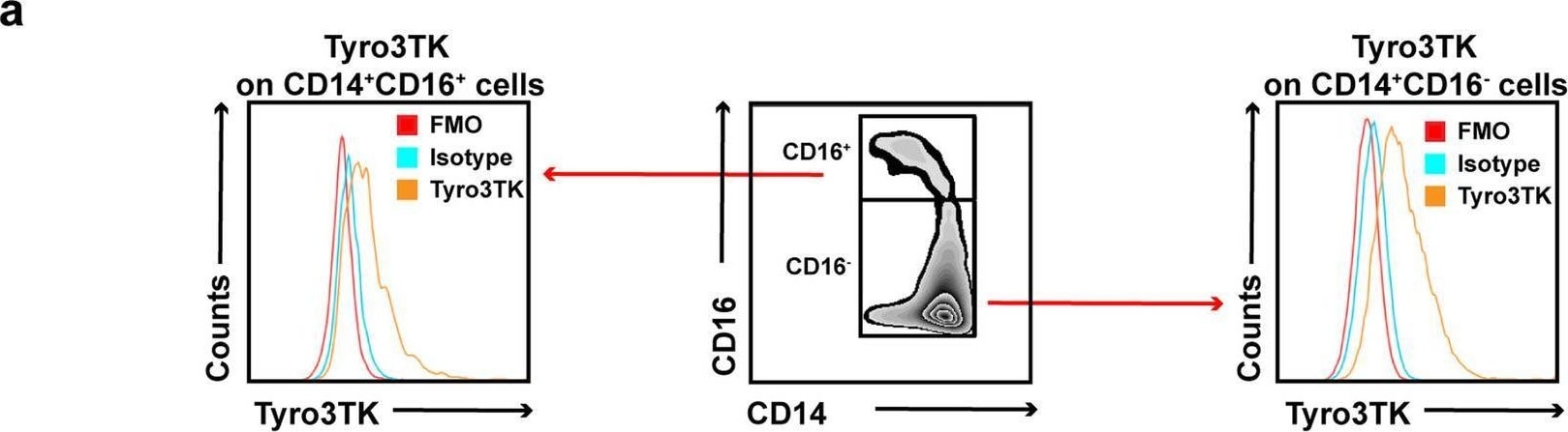 Detection of Tyro3/Dtk by Flow Cytometry