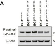 Detection of P-Cadherin by Western Blot