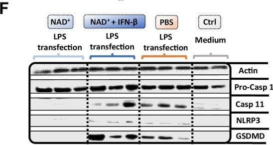 Detection of Mouse Caspase-11/Caspase-4 by Western Blot
