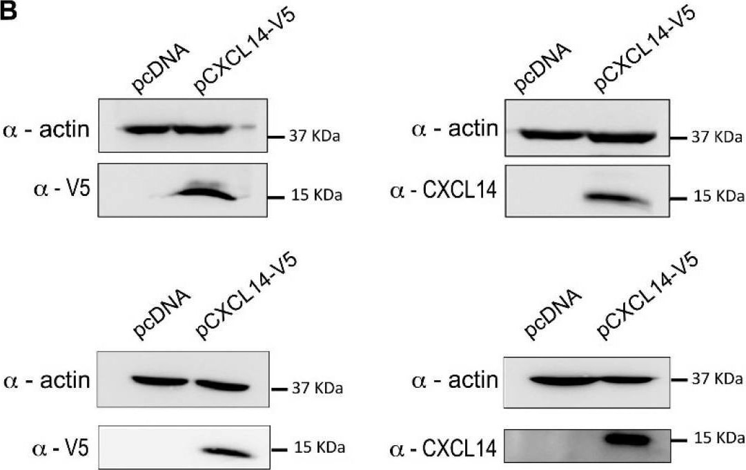 Detection of CXCL14/BRAK by Western Blot