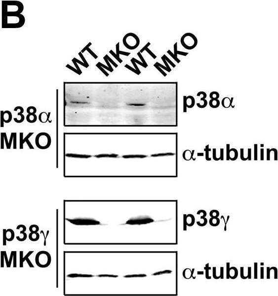 Detection of Mouse p38 alpha by Western Blot