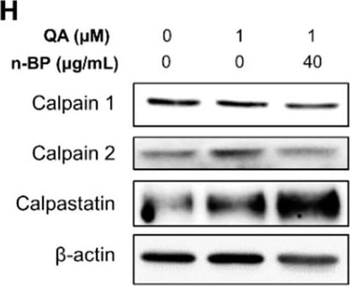 Detection of Human beta-Actin by Western Blot