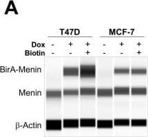 Detection of Human beta-Actin by Simple Western
