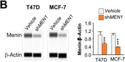 Detection of Human beta-Actin by Simple Western