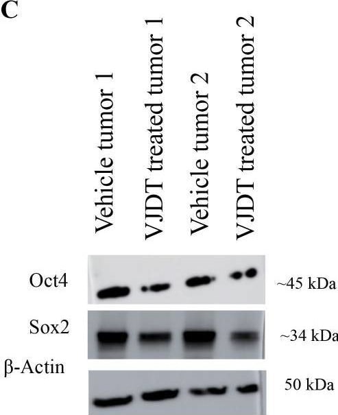 Detection of  beta -Actin by Western Blot