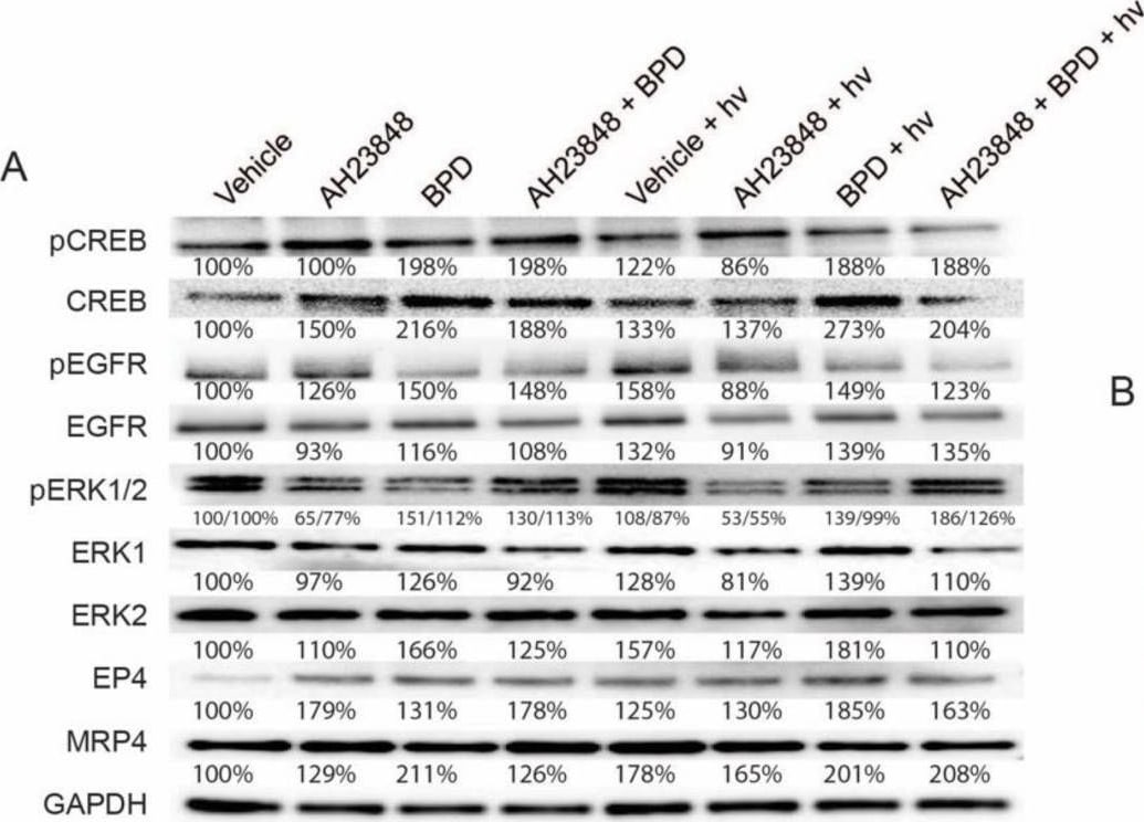 Detection of Phospho-EGFR (Y1086) by Western Blot