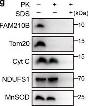Detection of Cytochrome c by Western Blot