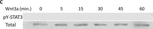 Detection of Wnt-3a by Western Blot