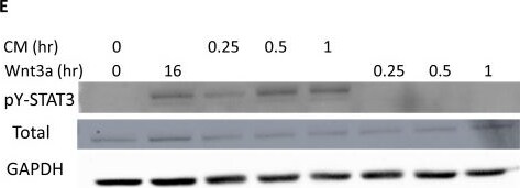 Detection of Wnt-3a by Western Blot