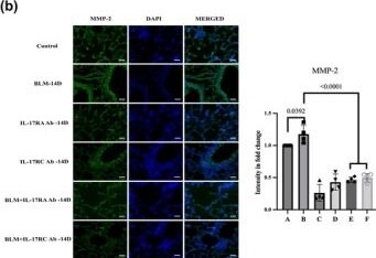 Detection of MMP-2 by Immunocytochemistry/ Immunofluorescence