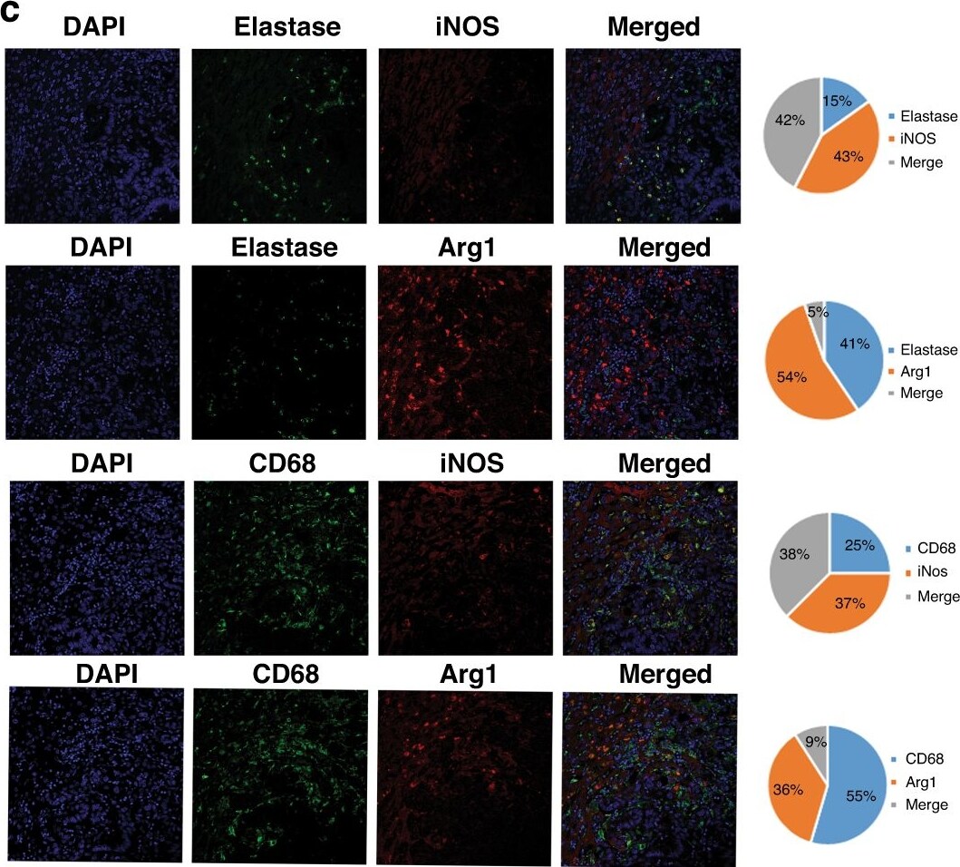 Detection of Neutrophil Elastase/ELA2 by Immunocytochemistry/ Immunofluorescence