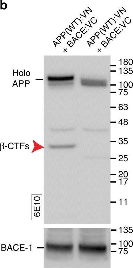 Detection of BACE-1 Ectodomain by Western Blot