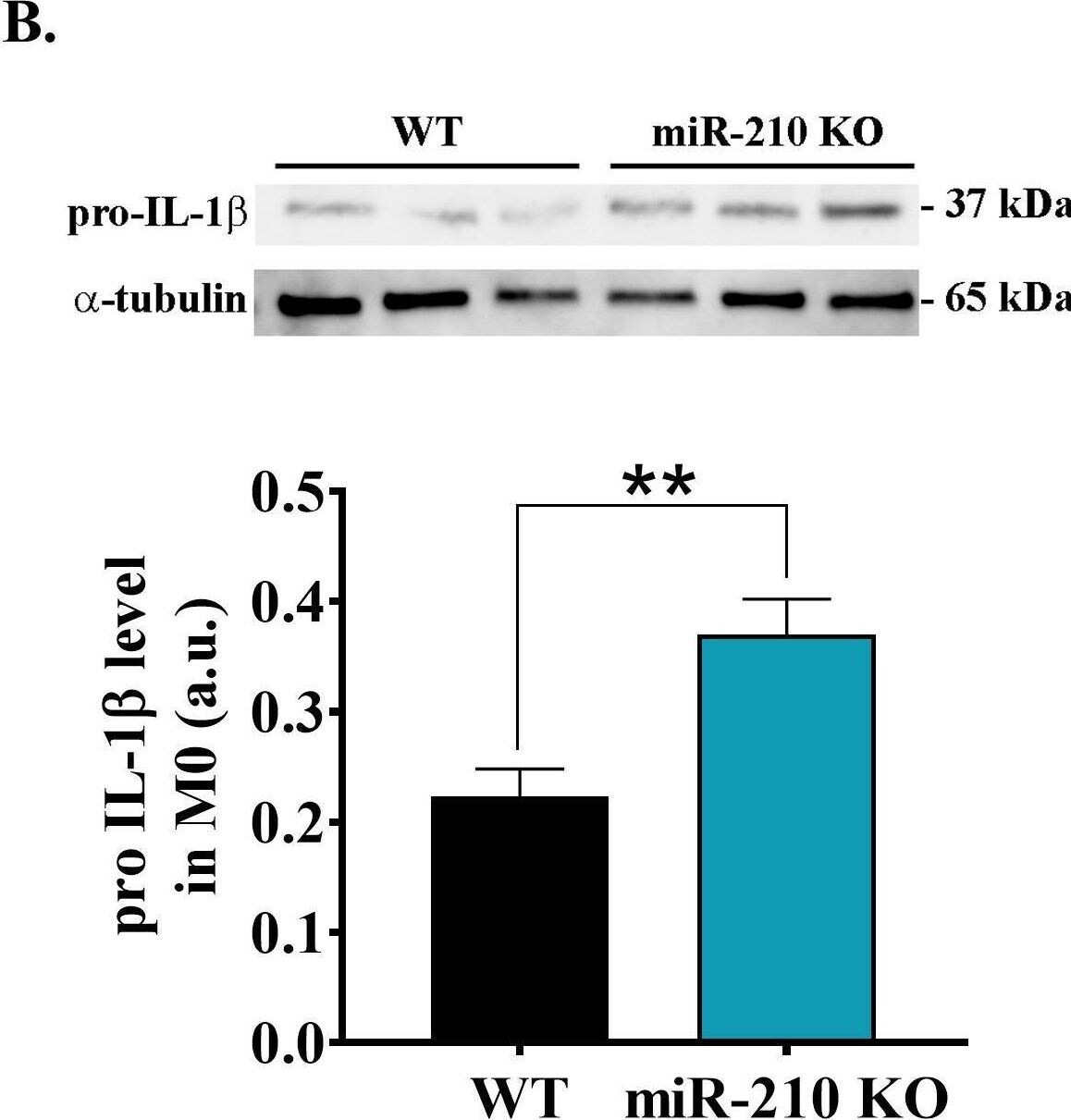 Detection of fnwlvcom8wgvefn3cn9c.jpg by Western Blot