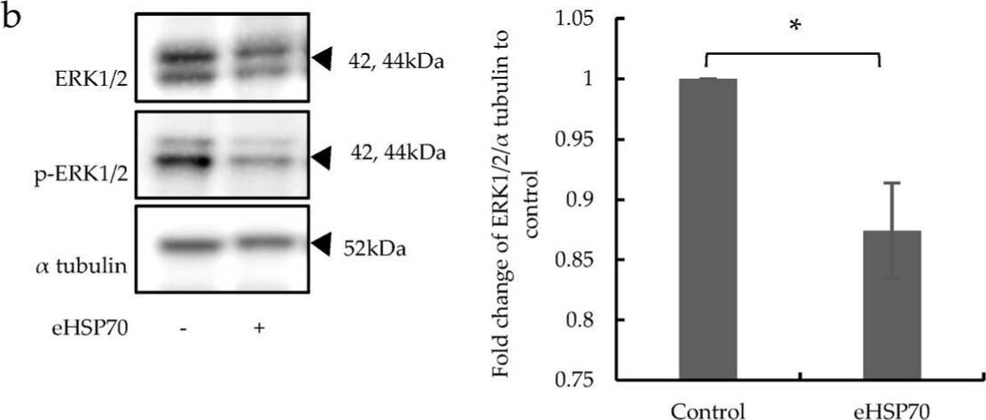Detection of kbaunvjo34l0yjgizioe.jpg by Western Blot