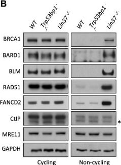 Detection of afpdau30tbxqqdhcvrla.jpg by Western Blot