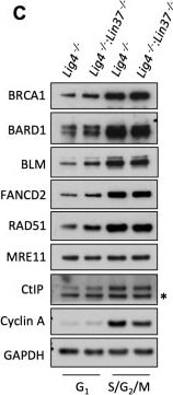 Detection of beax31b3yqaeebr9muas.jpg by Western Blot