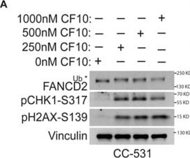 Detection of bsj8zokabieoi4xhbttv.jpg by Western Blot