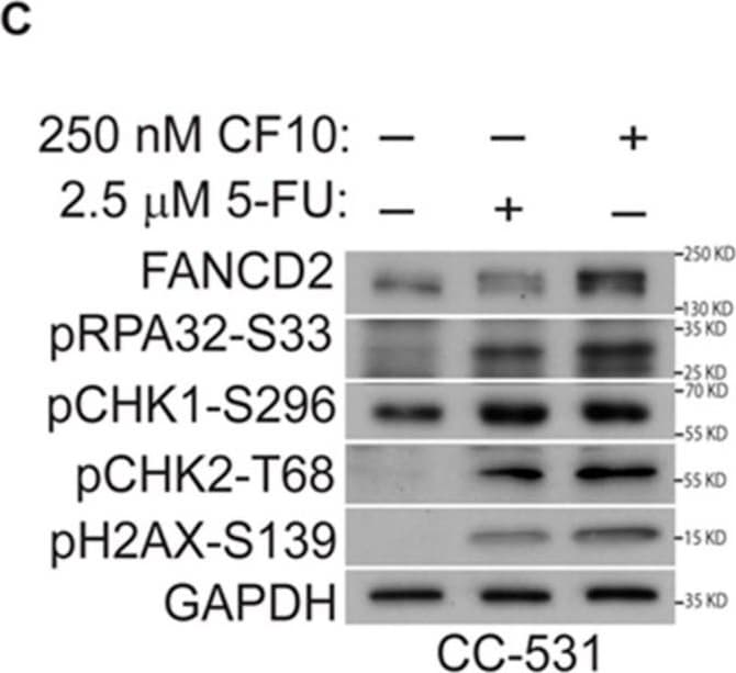 Detection of c7qkvvj0koq9cvooruff.jpg by Western Blot