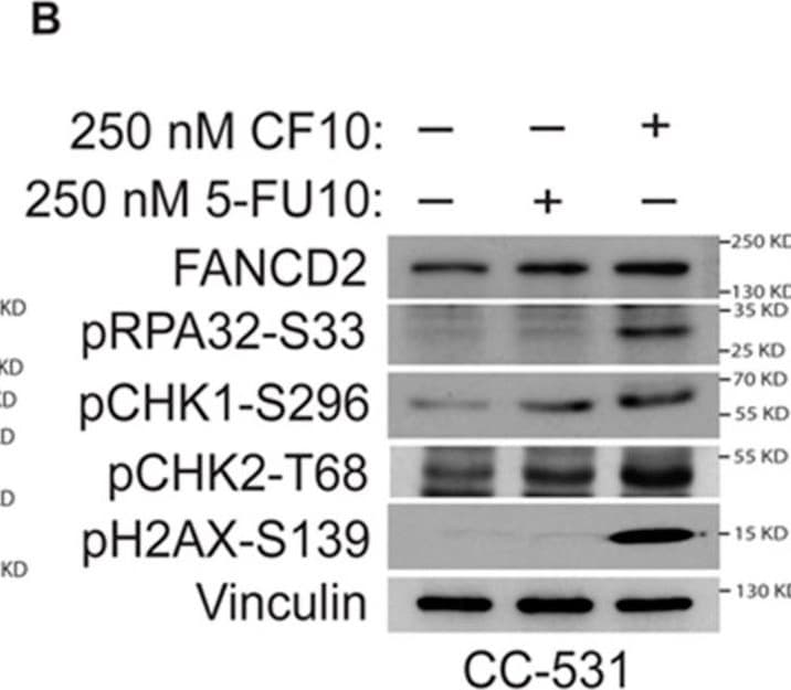 Detection of gx3yg3gne4afqelpe86c.jpg by Western Blot