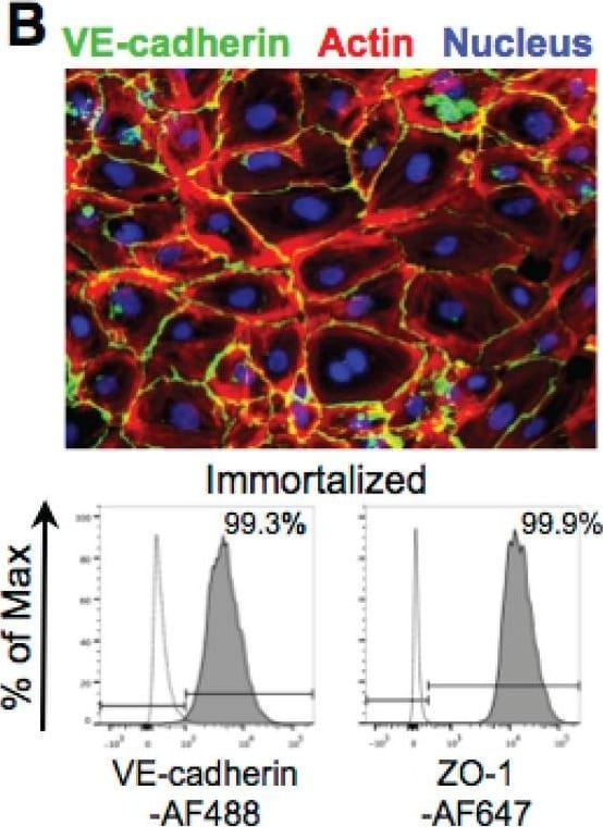 Detection of Human VE-Cadherin by Flow Cytometry