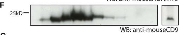 Detection of Mouse ADAM10 by Western Blot