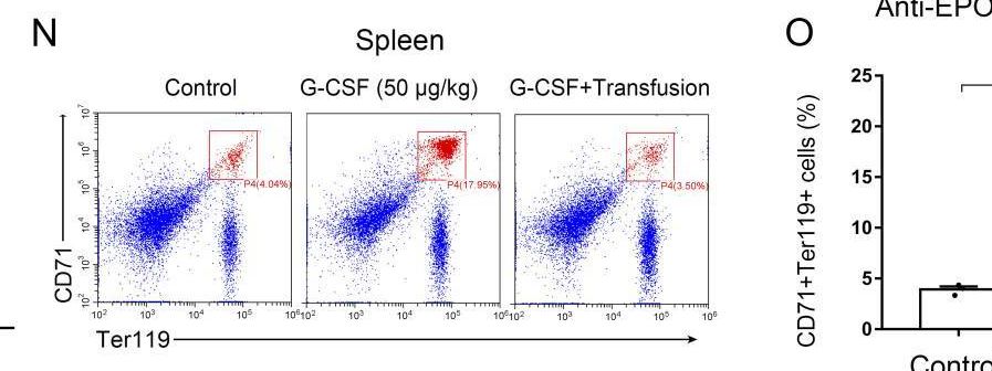 Detection of Erythropoietin/EPO by Flow Cytometry