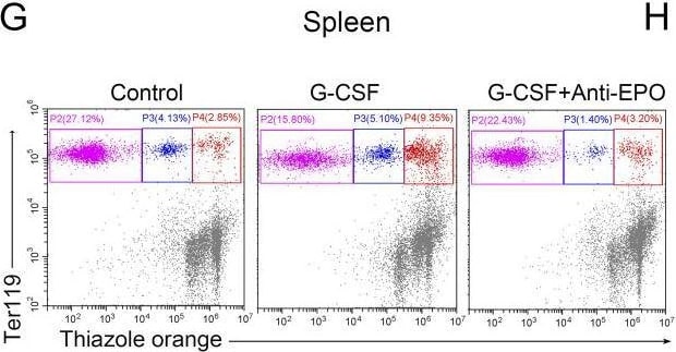 Detection of Erythropoietin/EPO by Flow Cytometry