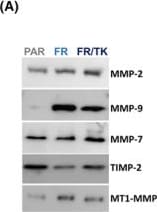 Detection of k7k9qrz3b3wvetd0cdxv.jpg by Western Blot