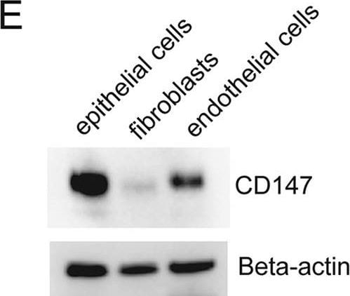 Detection of Human EMMPRIN/CD147 by Western Blot