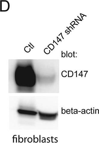 Detection of Human EMMPRIN/CD147 by Western Blot