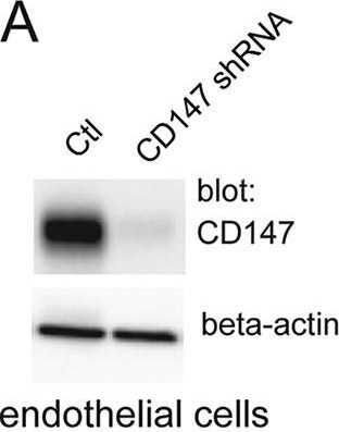 Detection of Human EMMPRIN/CD147 by Western Blot