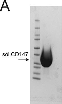 Detection of Human EMMPRIN/CD147 by Western Blot
