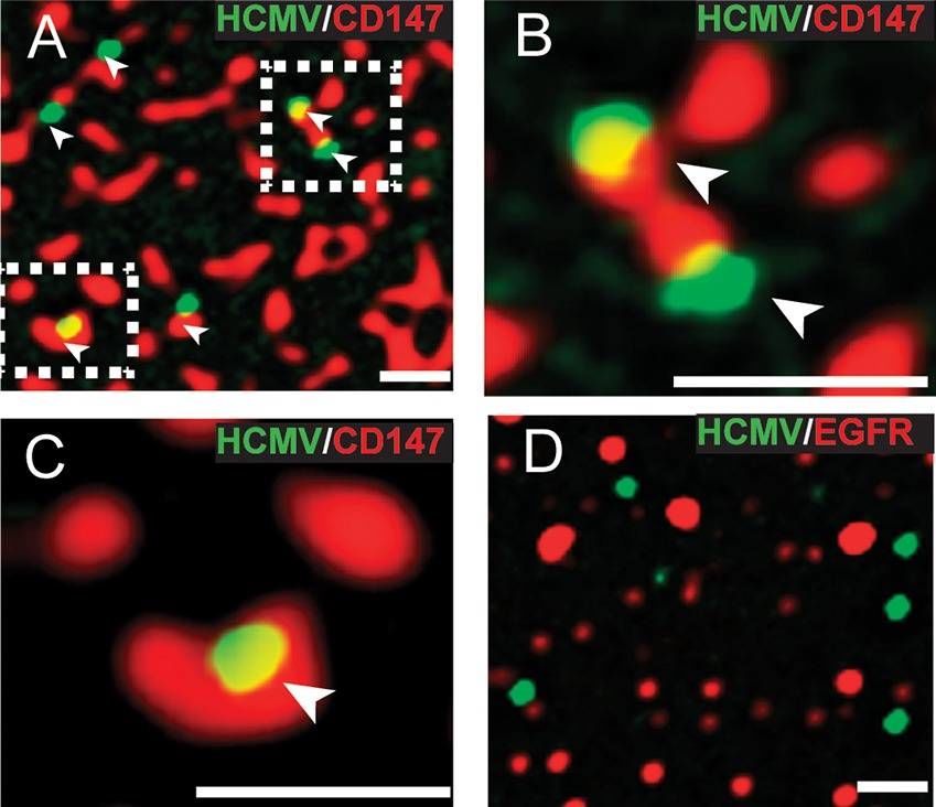Detection of Human EMMPRIN/CD147 by Immunocytochemistry/Immunofluorescence