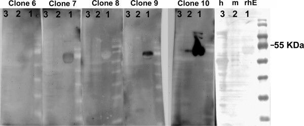 Detection of Mouse EMMPRIN/CD147 by Western Blot