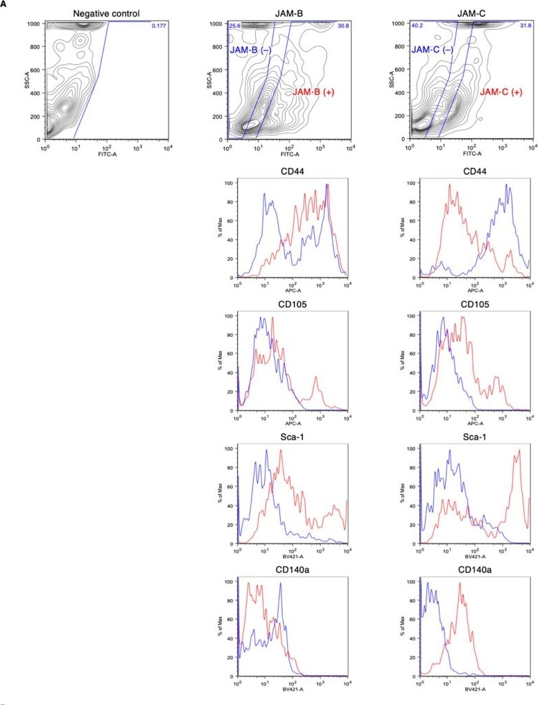 Detection of JAM-B/VE-JAM by Flow Cytometry