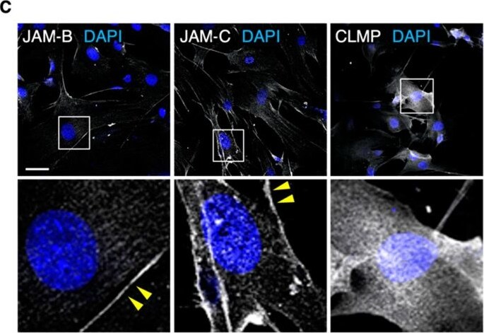 Detection of JAM-B/VE-JAM by Immunocytochemistry/ Immunofluorescence