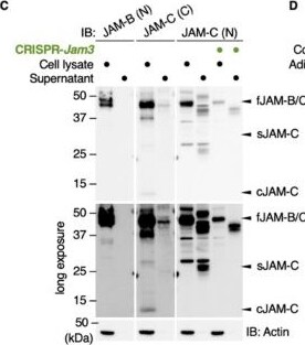 Detection of cm48lzo2cyr2ggmnee5f.jpg by Western Blot