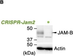 Detection of JAM-B/VE-JAM by Western Blot