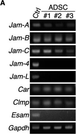 Detection of JAM-B/VE-JAM by Western Blot