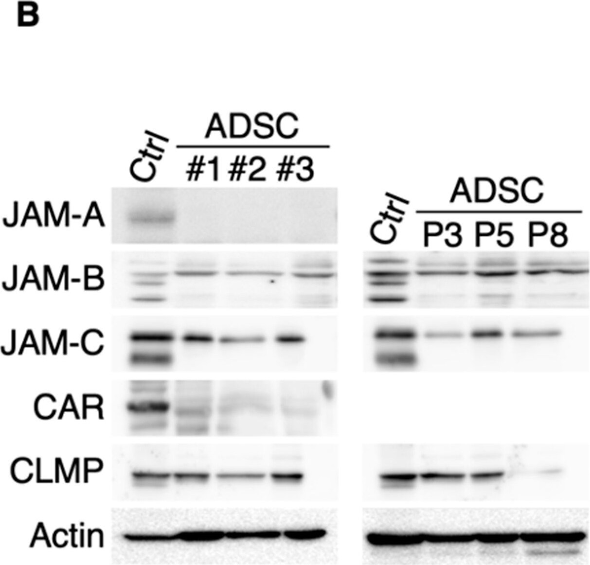 Detection of JAM-B/VE-JAM by Western Blot