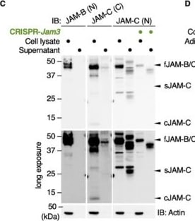 Detection of JAM-B/VE-JAM by Western Blot