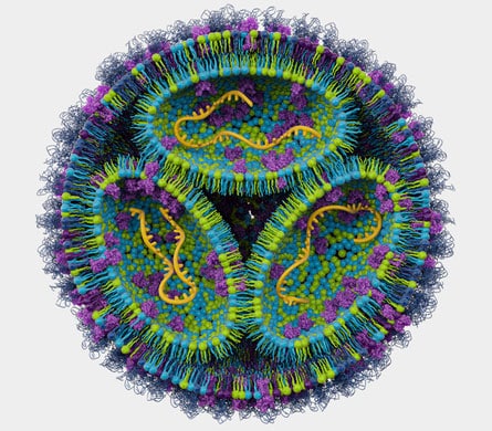 Dlin-MC3 containing LNP for in vitro and in vivo deliver of luciferase mRNA