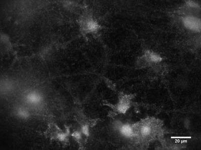Immunocytochemistry/ Immunofluorescence: mGluR1 Antibody - BSA Free [NB110-39033]