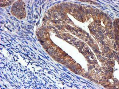 Immunohistochemistry-Paraffin: midA Antibody (OTI4A5) [NBP2-00820]
